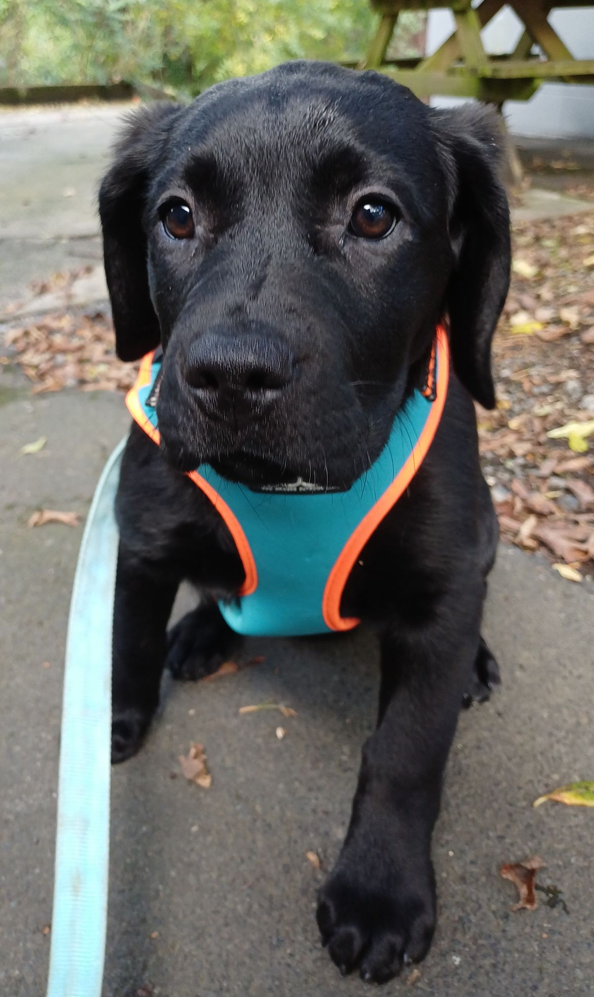 Gallery image: Buttercup