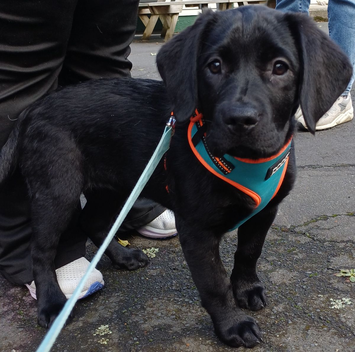 Gallery image: Buttercup