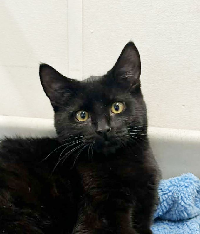 Gallery image: Licorice