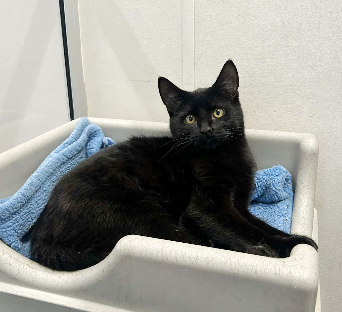 Gallery image: Licorice