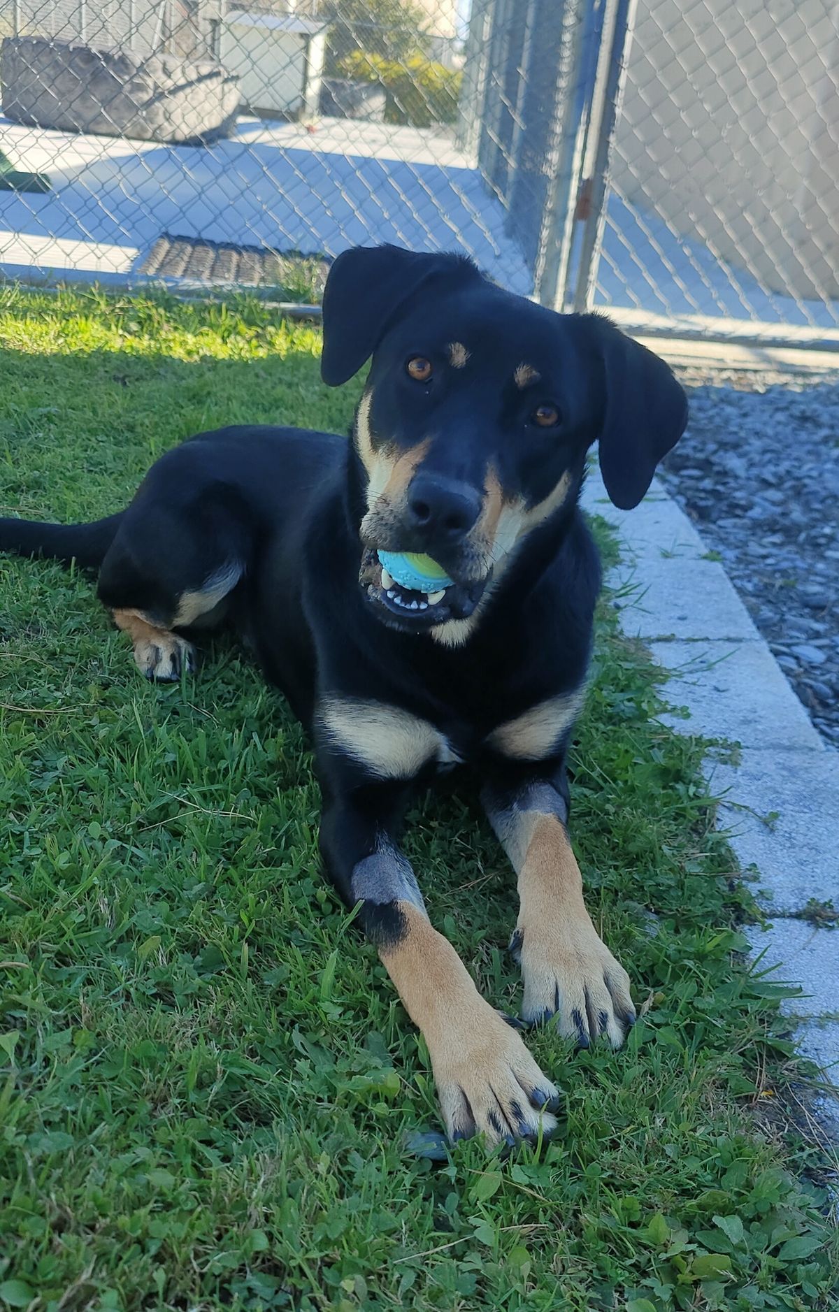 Gallery image: Drover