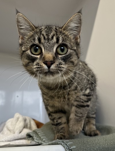 Stormi Jr. - Domestic Short Hair