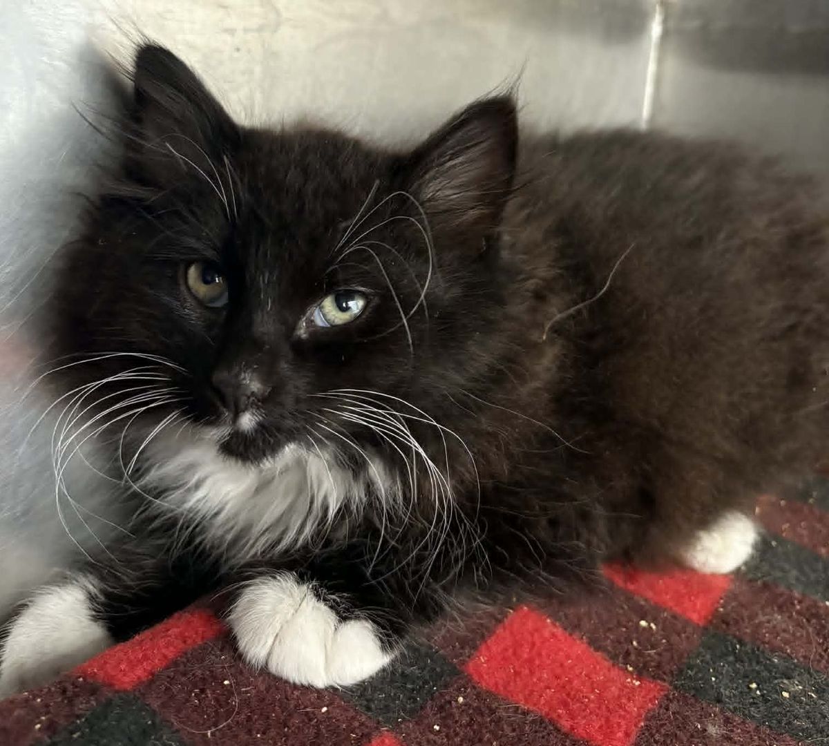 Gallery image: Pinot