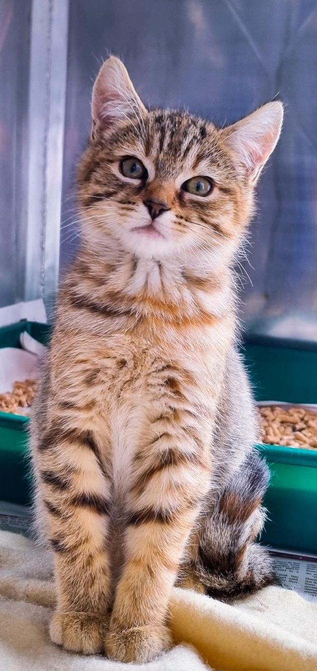 Gallery image: Vesper