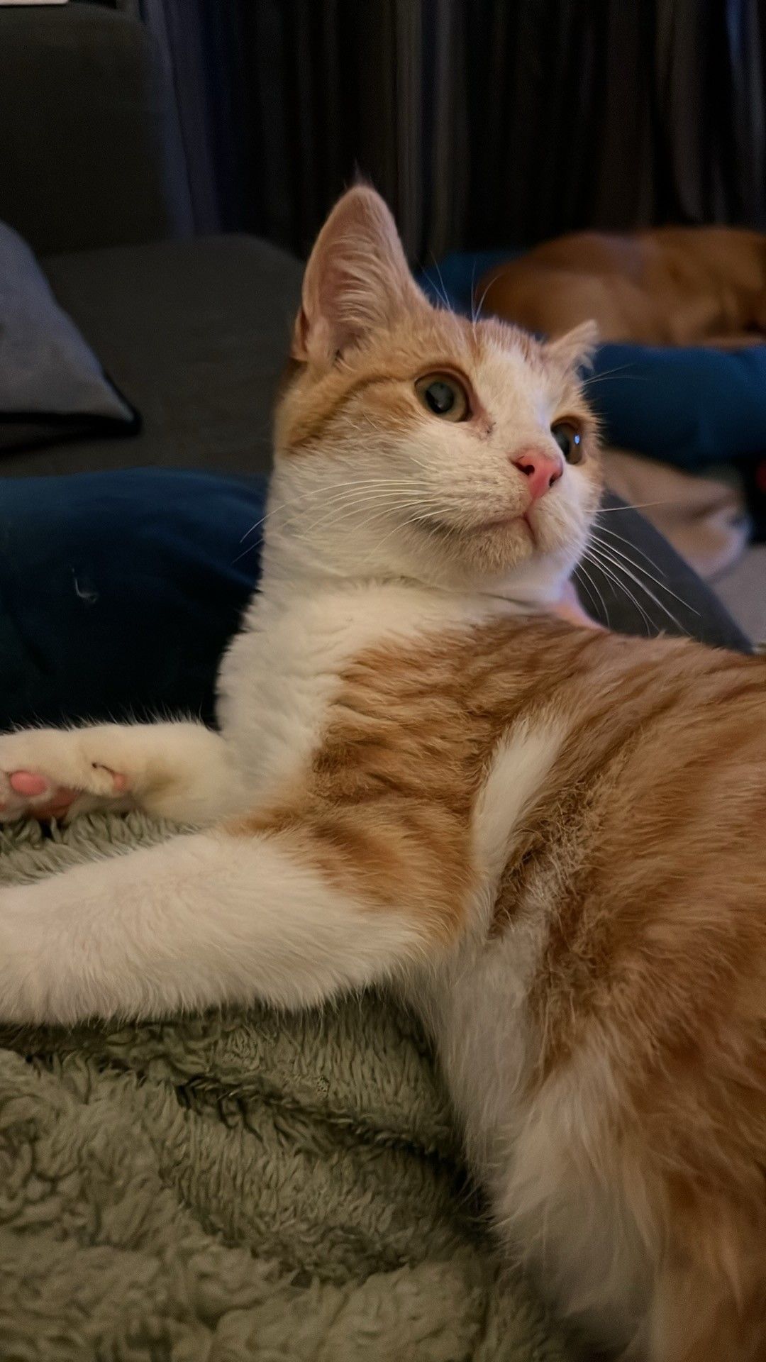 Gallery image: Feefee