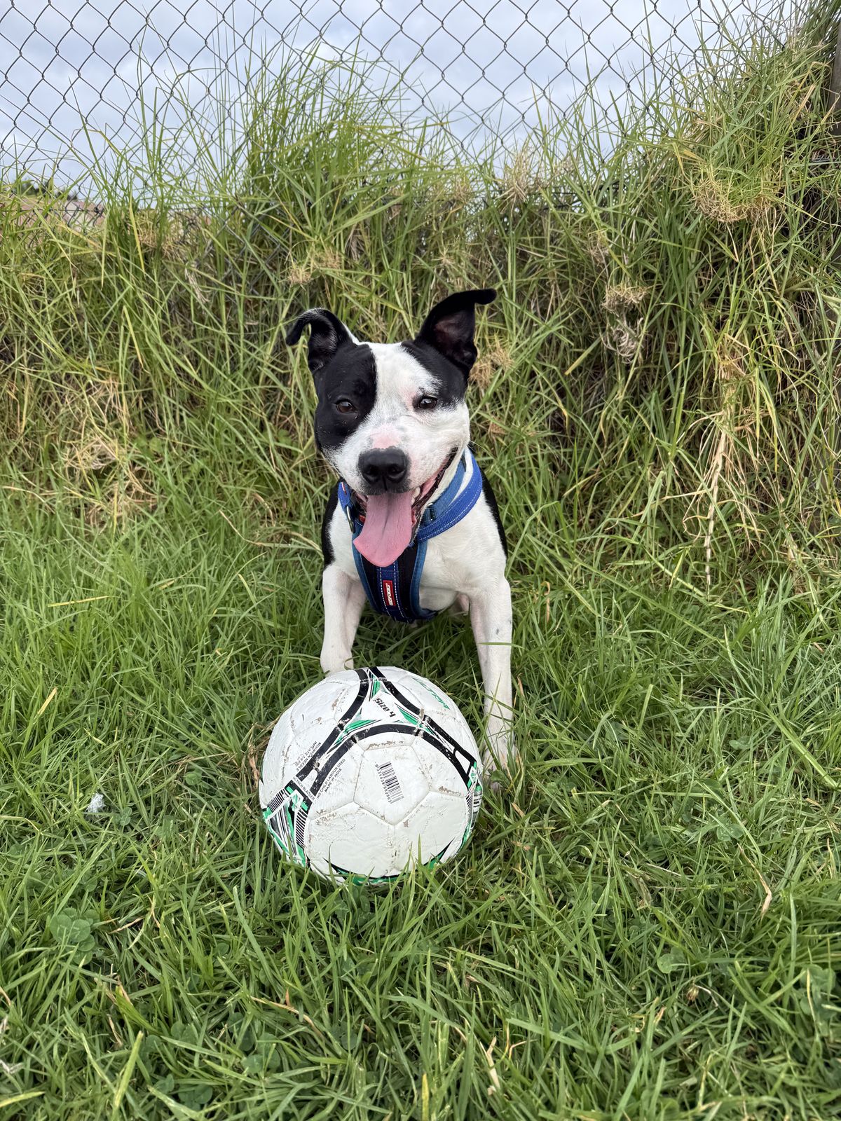 Gallery image: Tigger