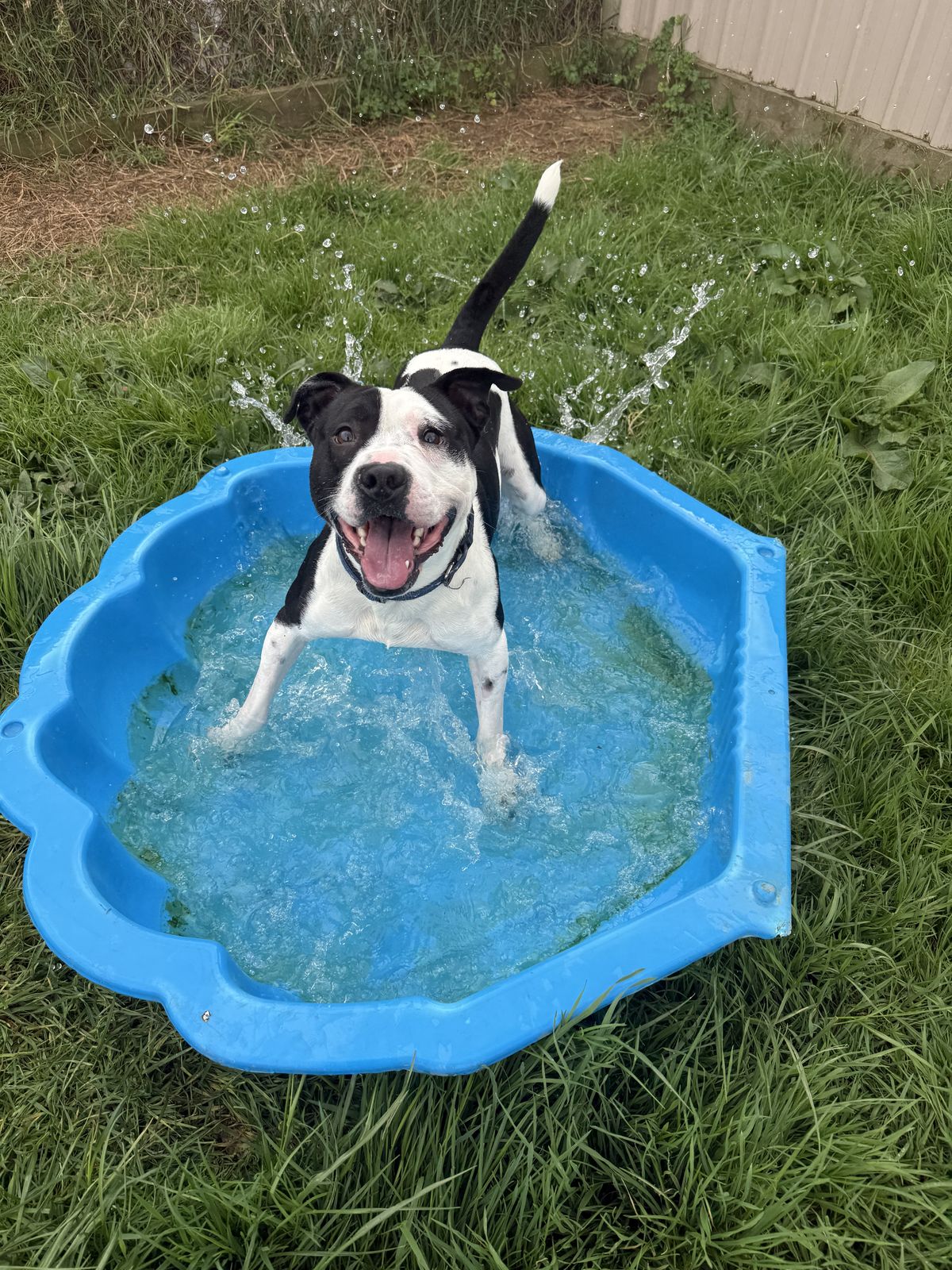 Gallery image: Tigger