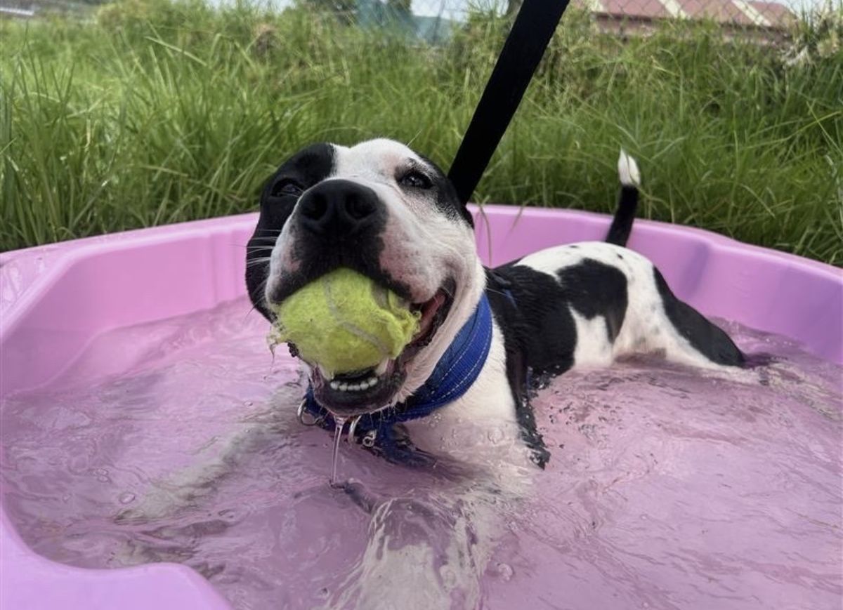 Gallery image: Tigger