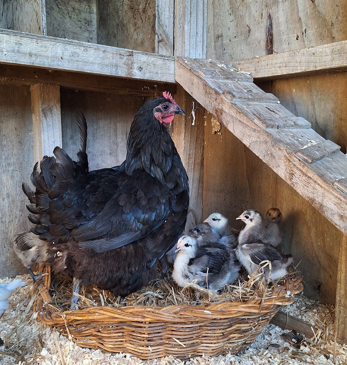 Gallery image: Betty & Her Brood