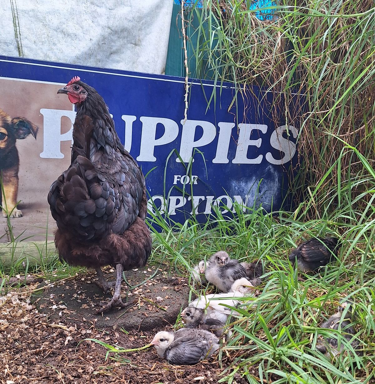 Gallery image: Betty & Her Brood