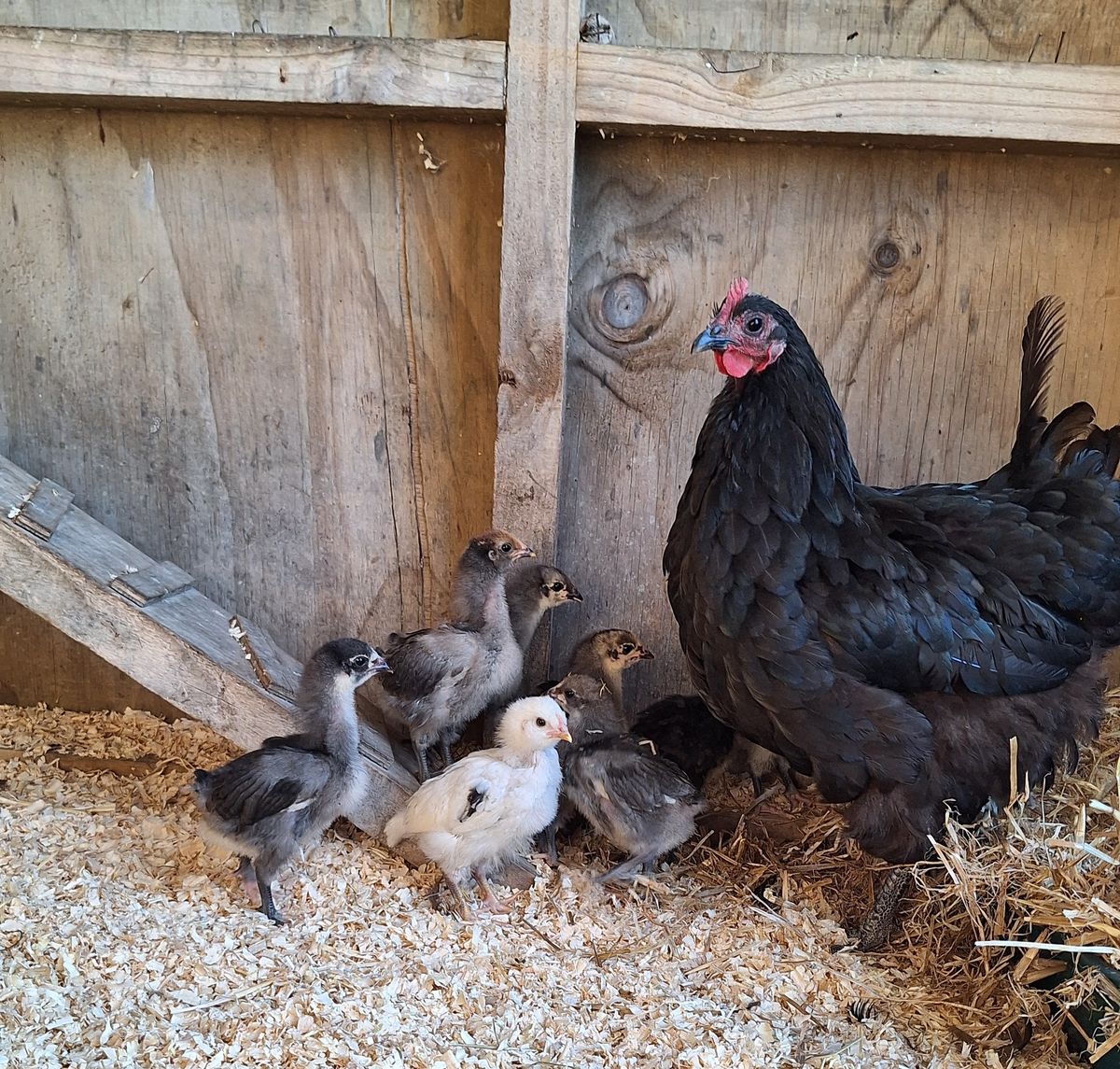 Gallery image: Betty & Her Brood