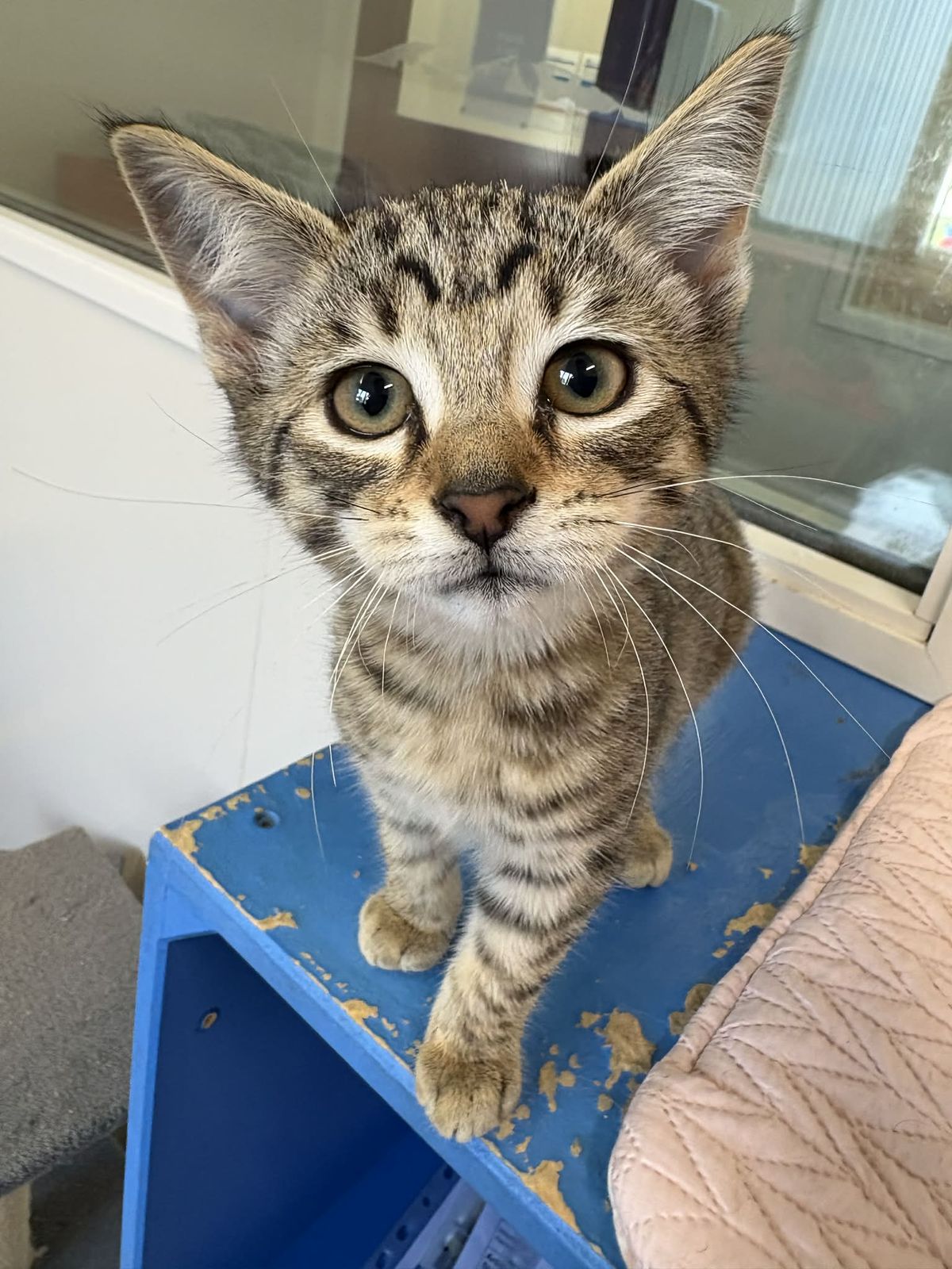 Gallery image: Cocoa