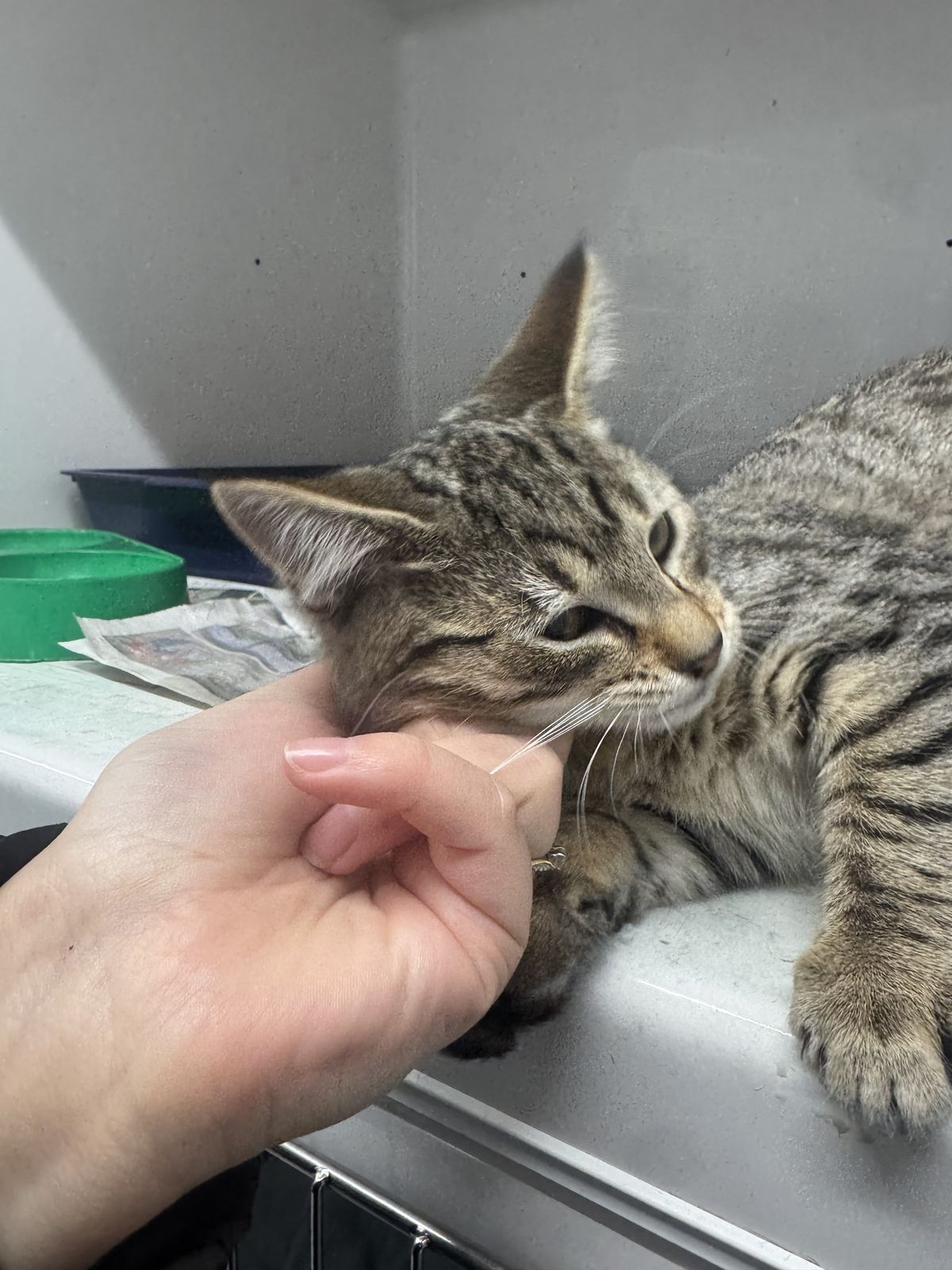 Gallery image: Cocoa