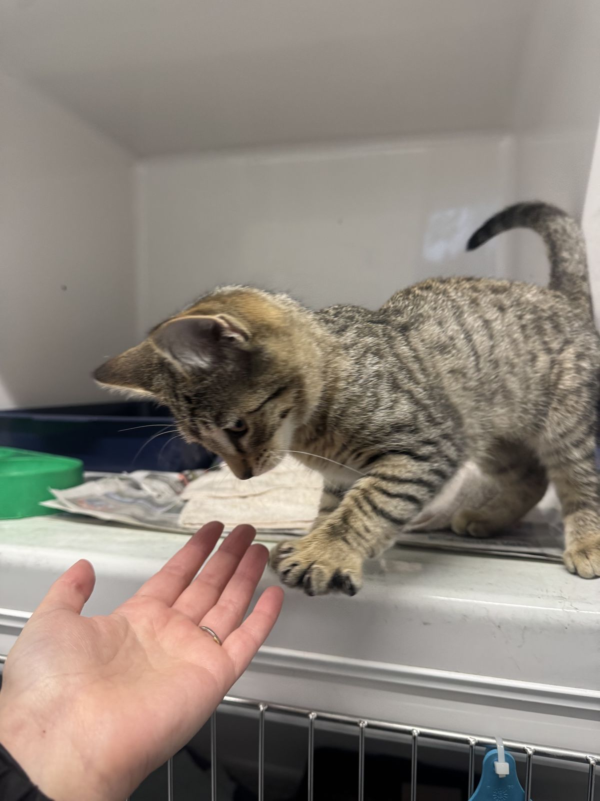 Gallery image: Cocoa