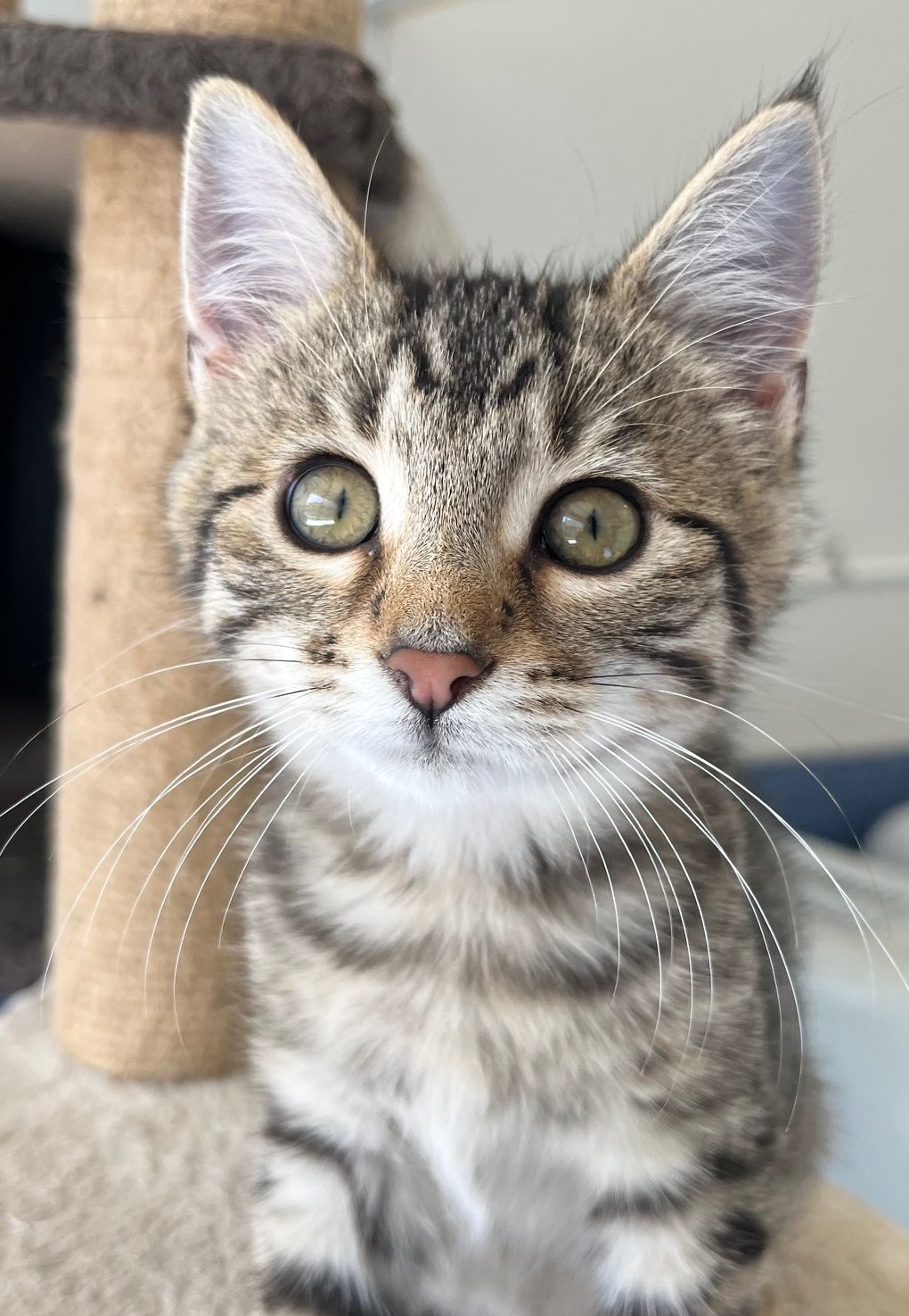 Gallery image: Frank N Furter