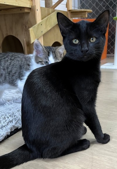 Yang - Domestic Short Hair