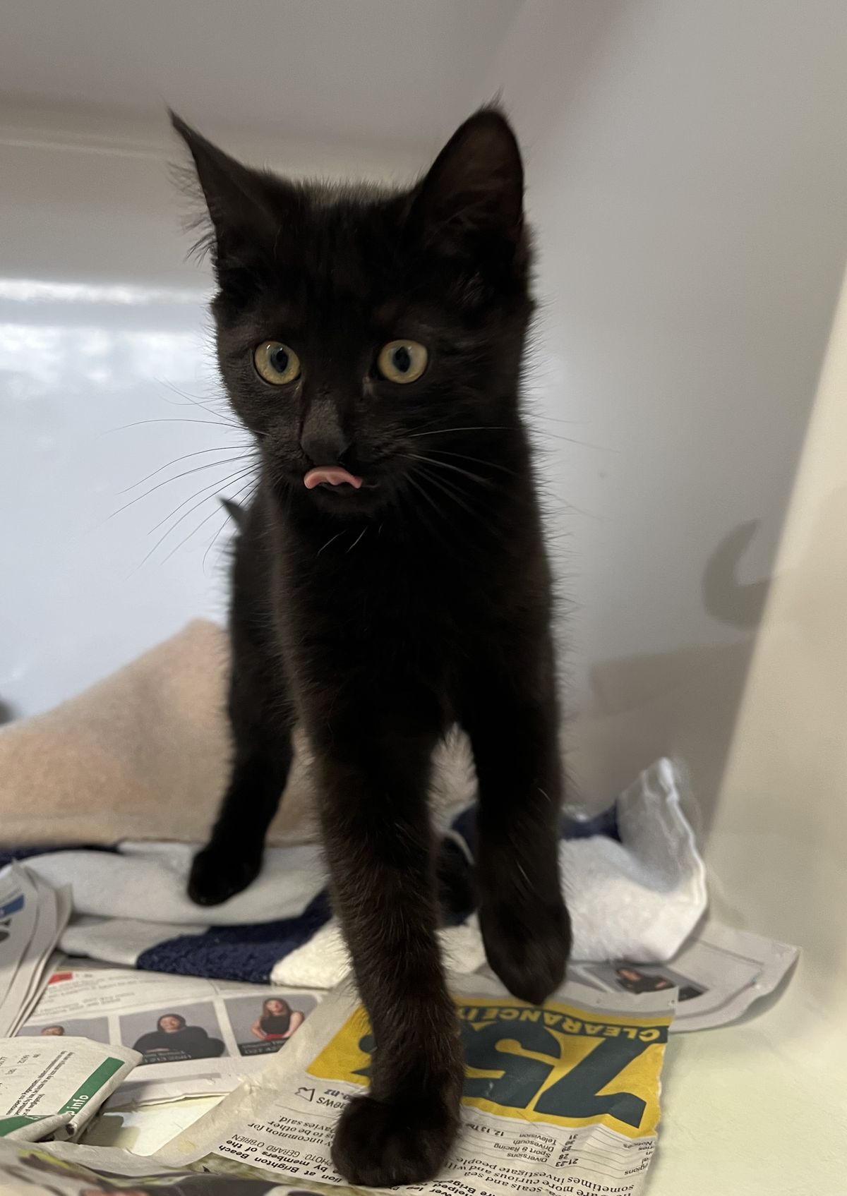 Gallery image: Saber