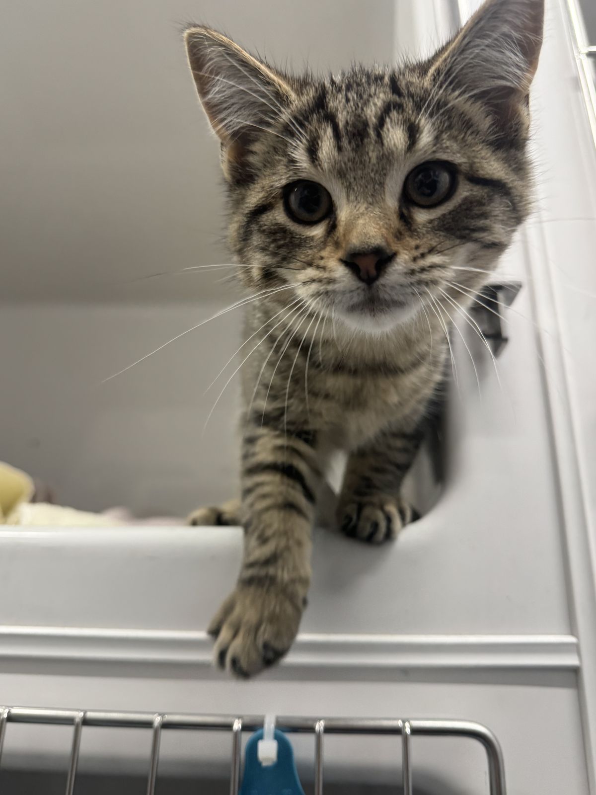 Gallery image: Nutella