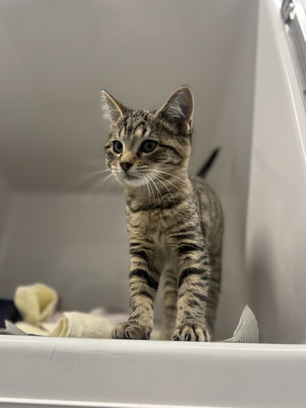 Gallery image: Nutella