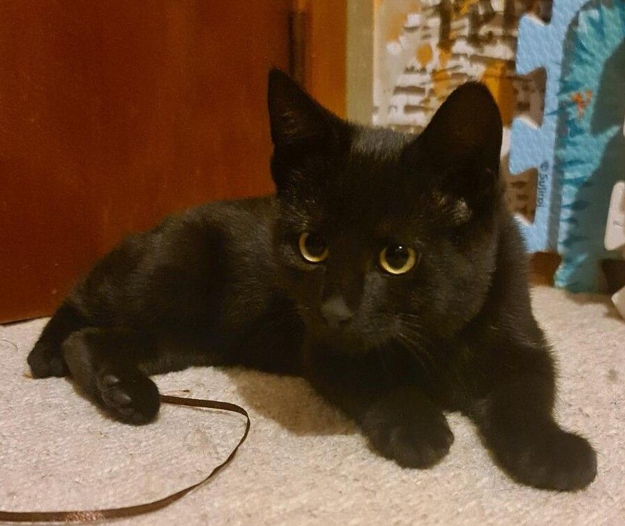 Gallery image: Vesper