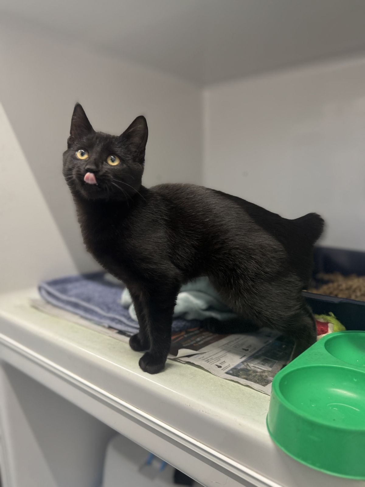 Gallery image: Vesper