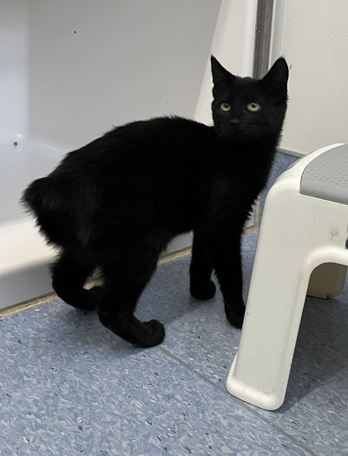 Gallery image: Vesper