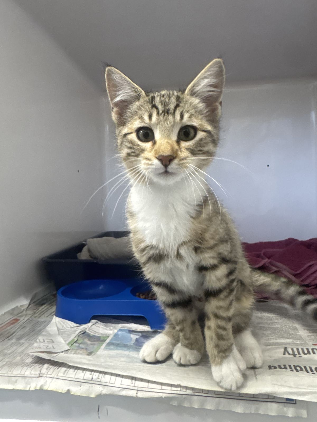 Gallery image: Sugar