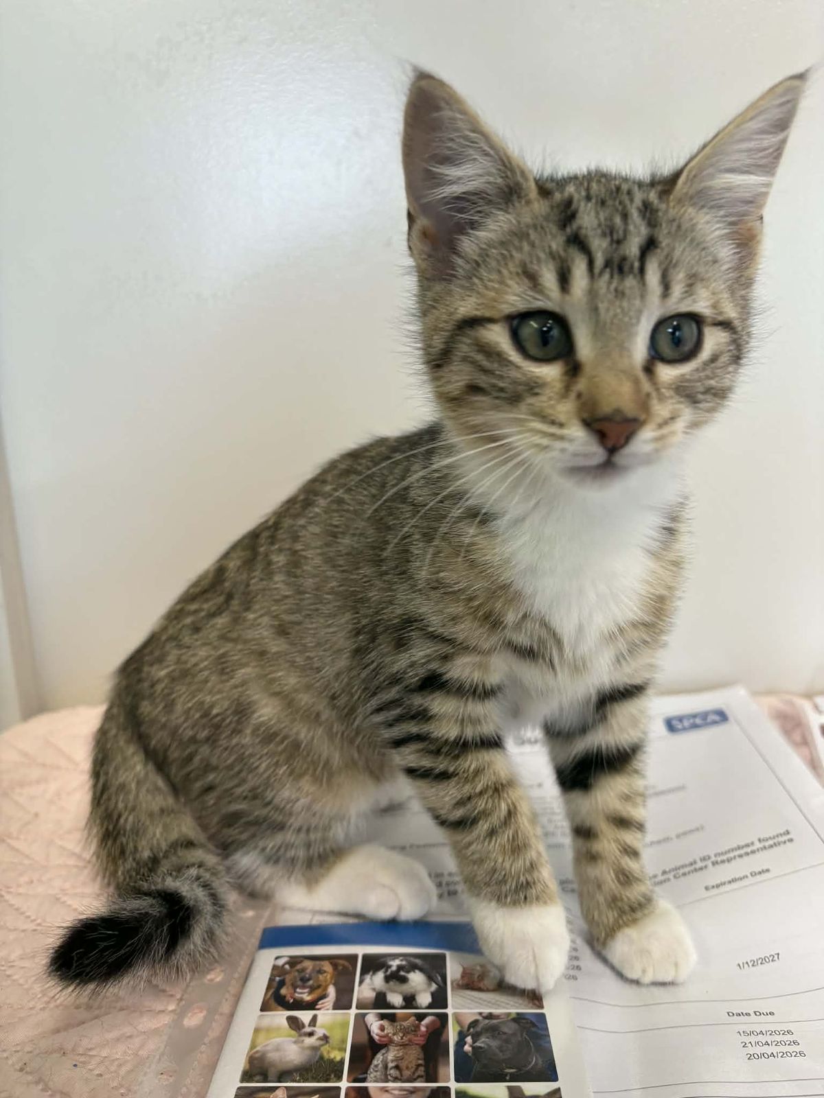 Gallery image: Sugar