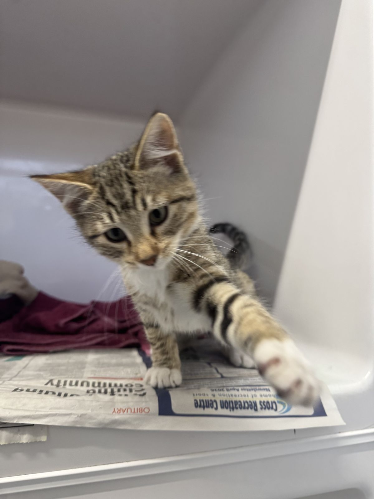 Gallery image: Sugar