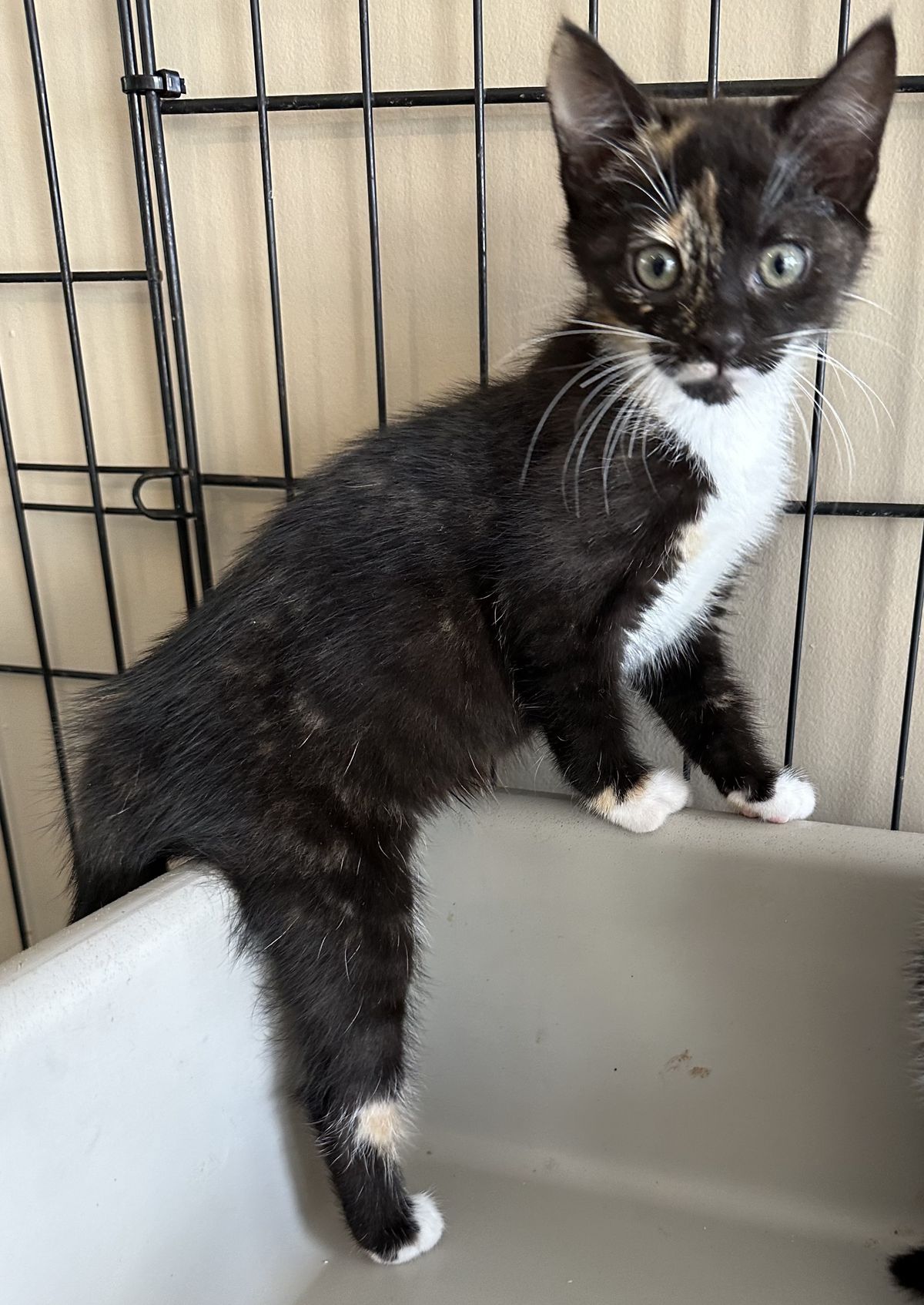 Gallery image: Cookie