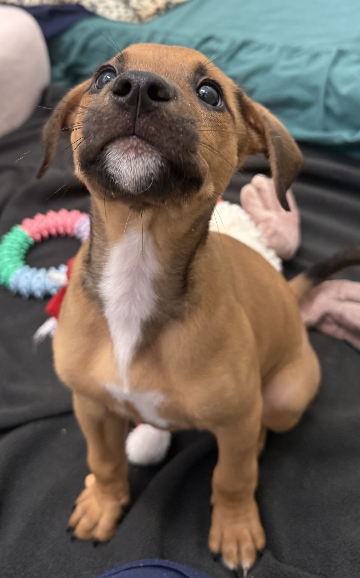 Gallery image: Biscuit