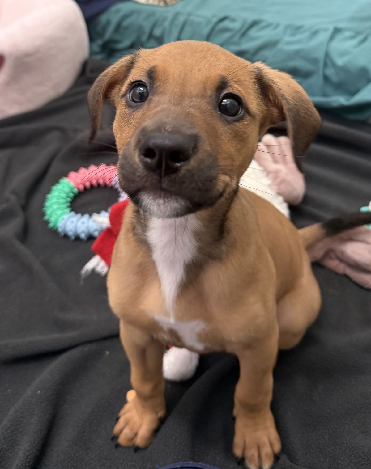 Gallery image: Biscuit