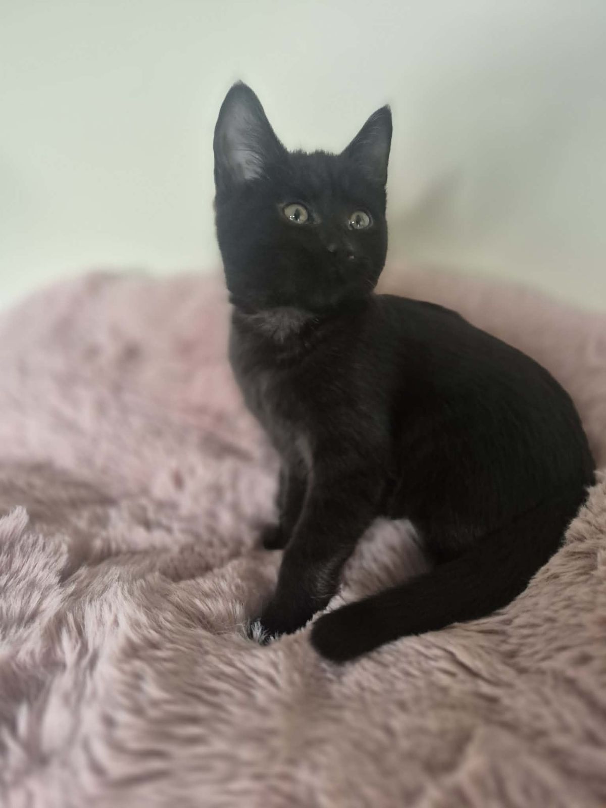 Gallery image: Wiggles