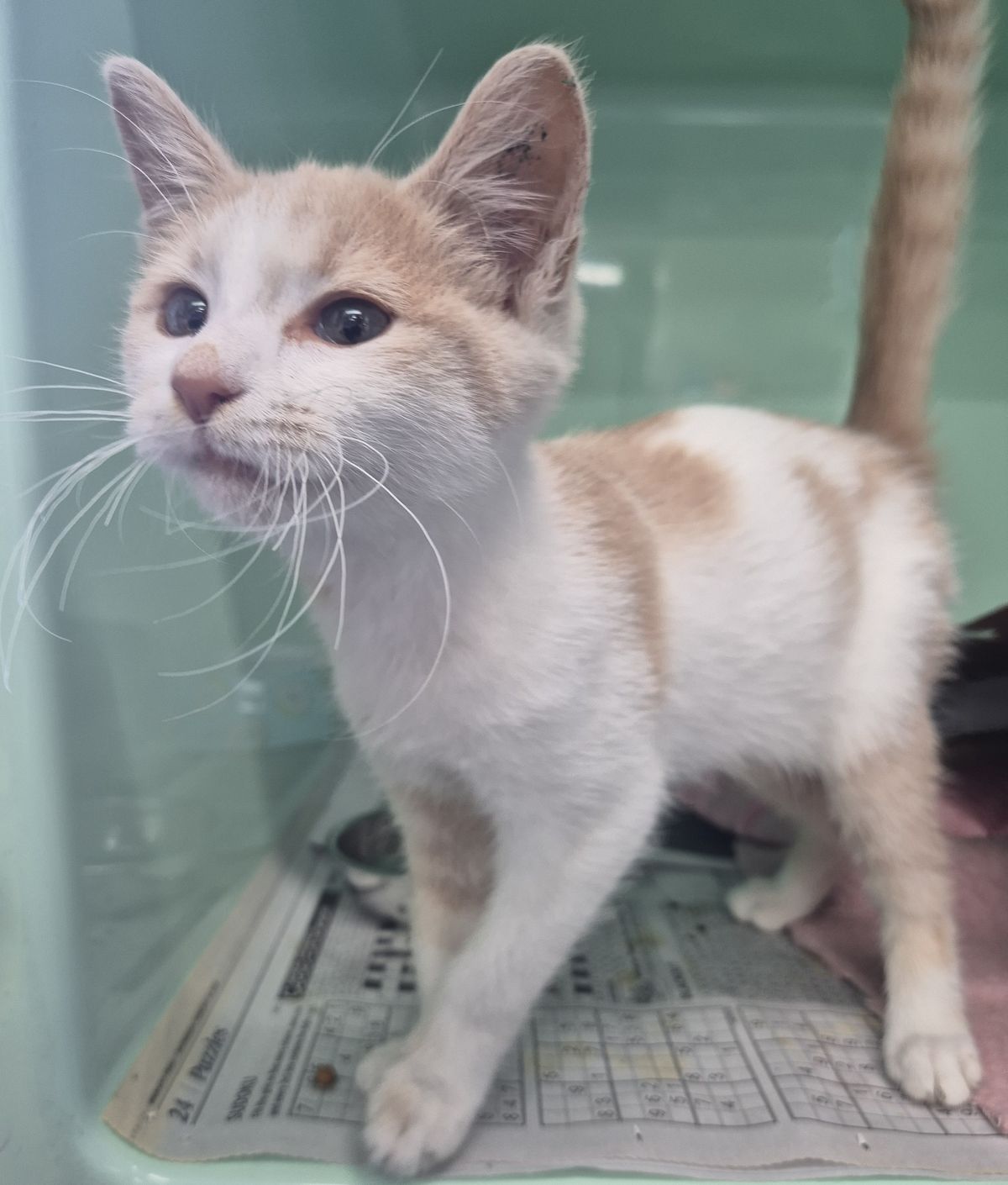 Gallery image: Biscotti 