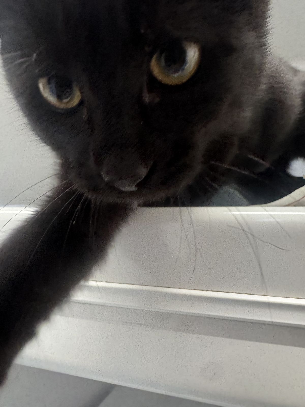 Gallery image: Vesper