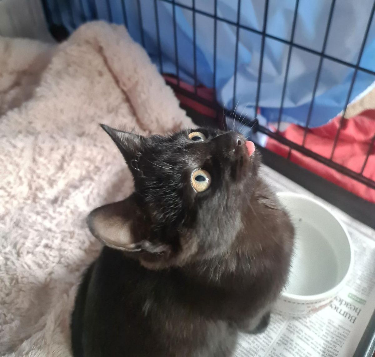 Gallery image: Vesper