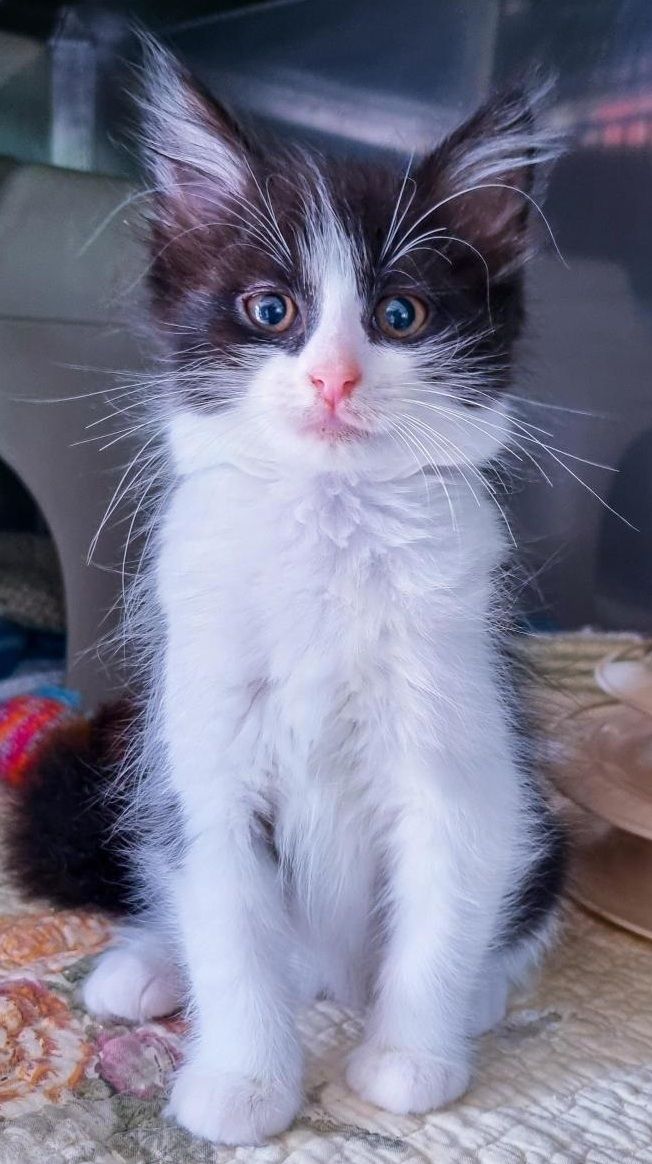 Gallery image: Ashton