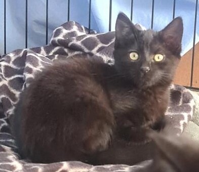 Saber - Domestic Medium Hair