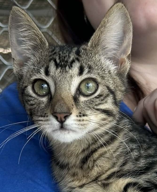 Gallery image: Mickey