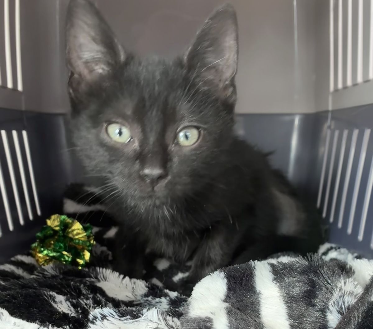 Gallery image: Betty Boo