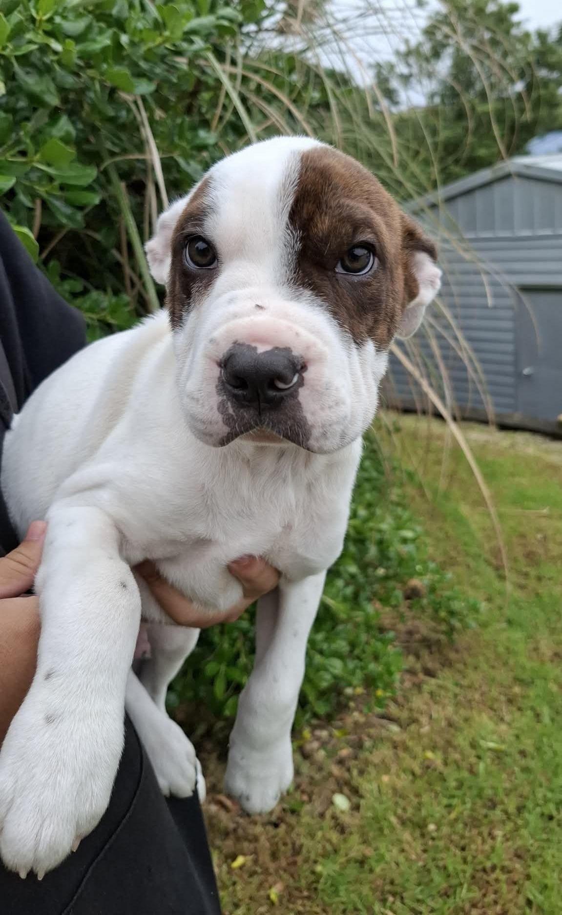 Gallery image: Raichu