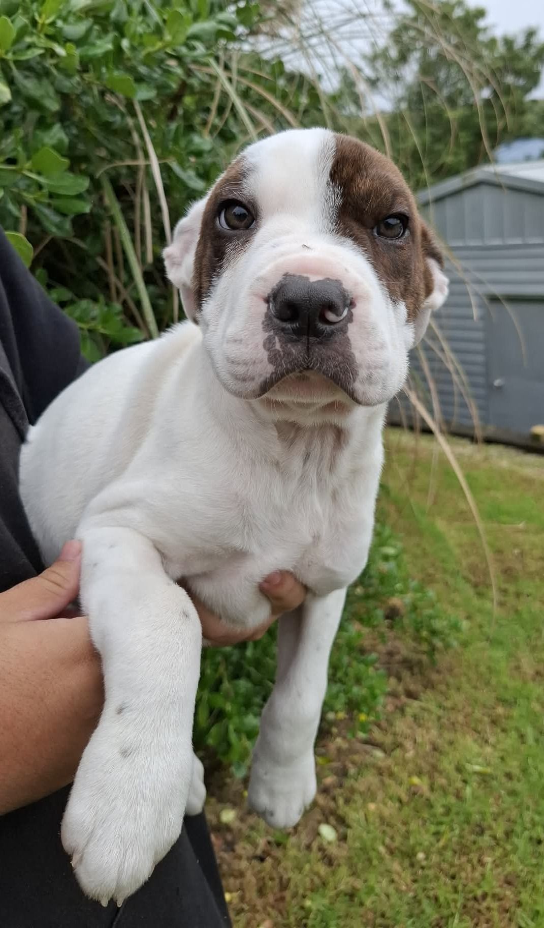 Gallery image: Raichu