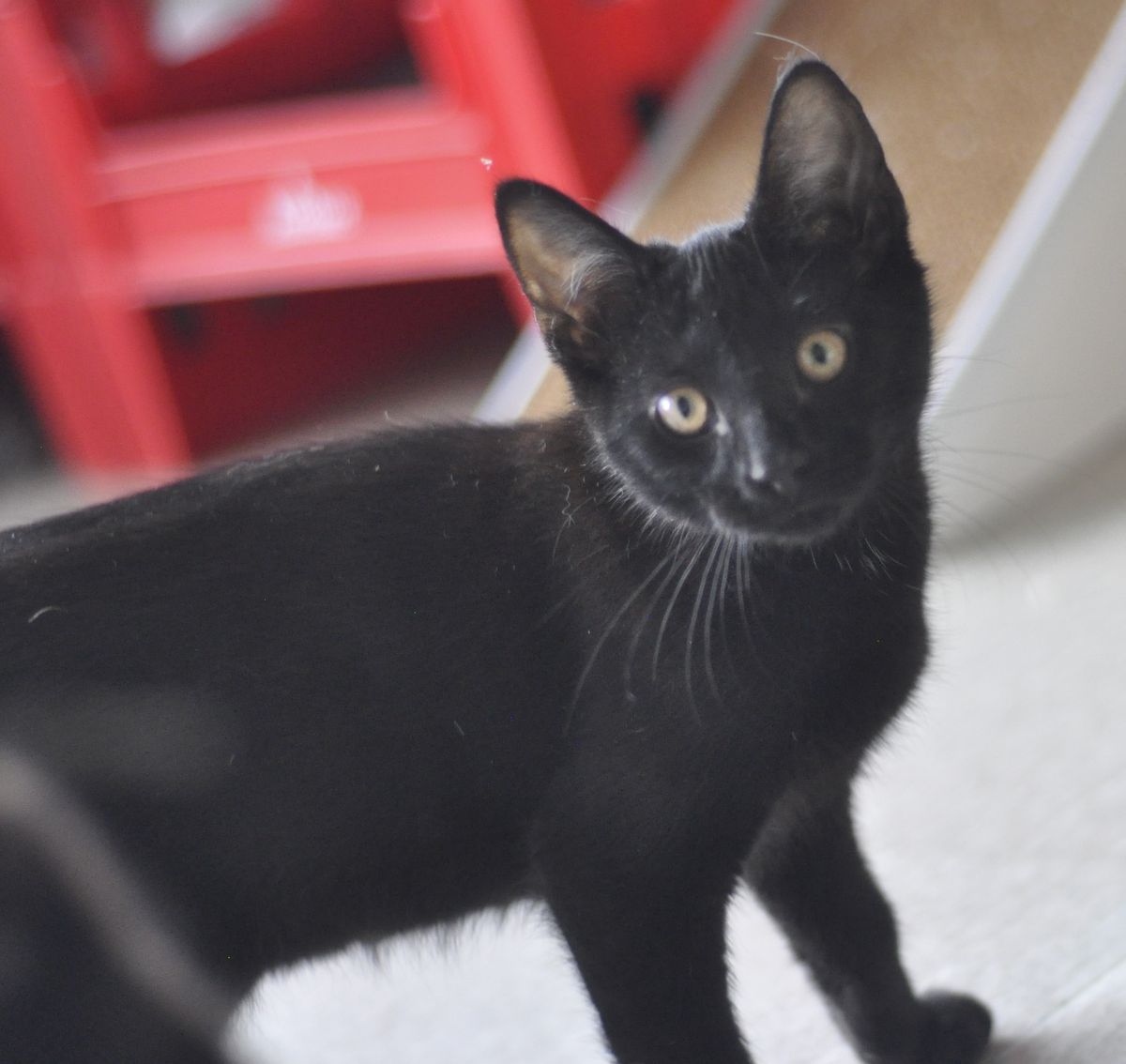 Gallery image: Raven