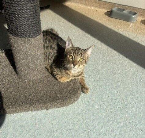 Gallery image: Tater Tot