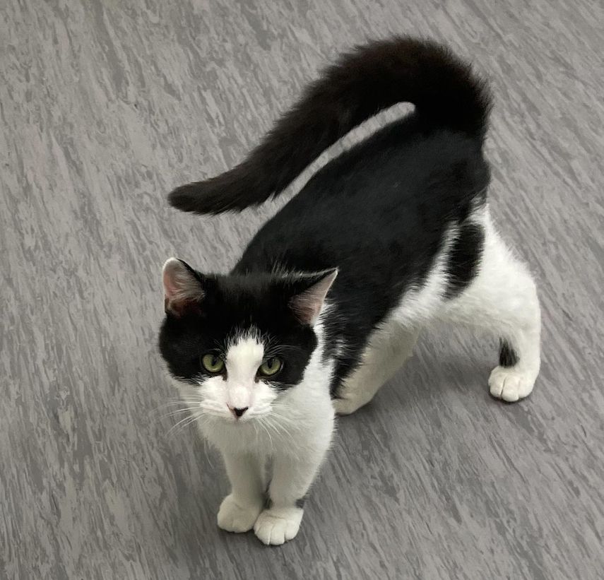 Gallery image: Domino