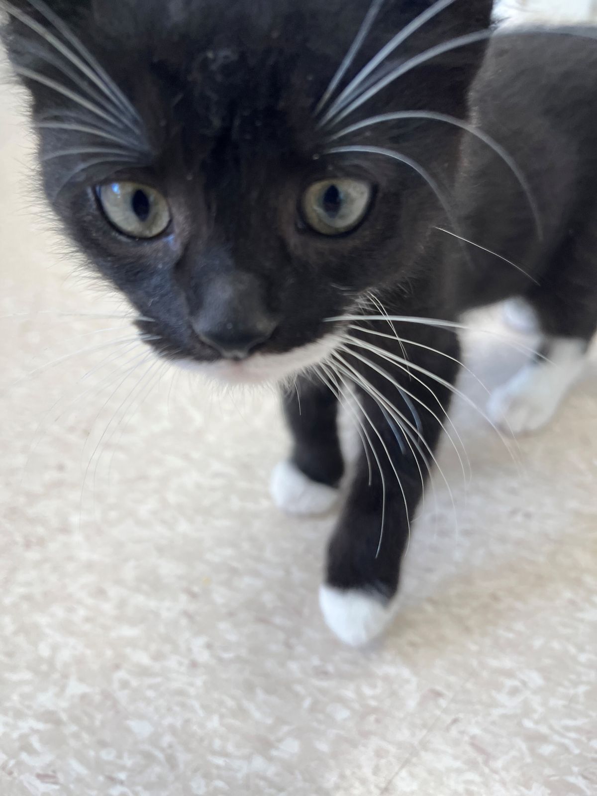 Gallery image: Mouse