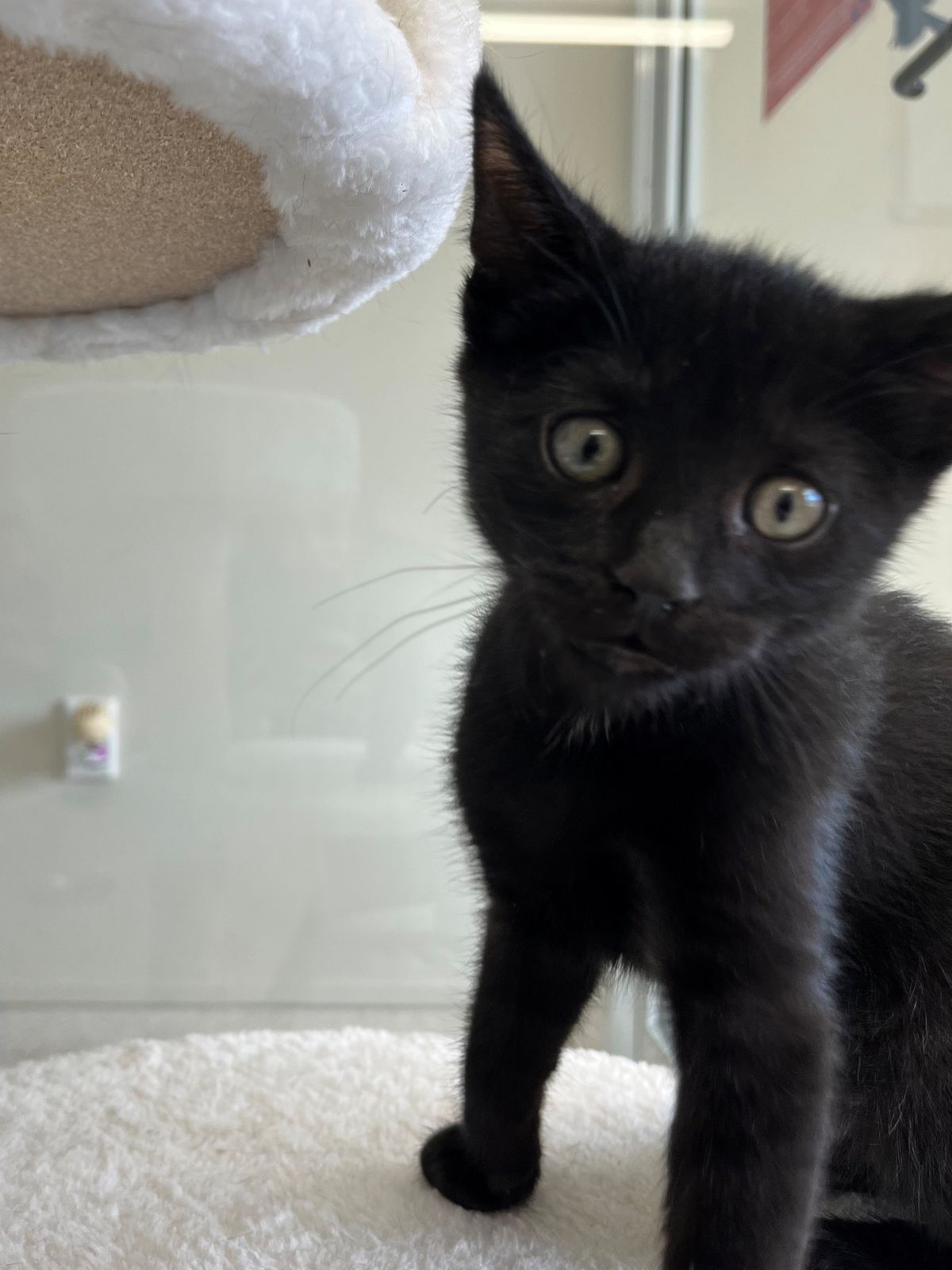 Gallery image: Otter