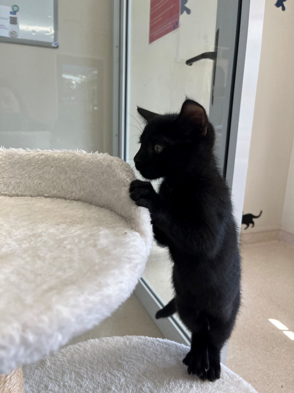 Gallery image: Otter