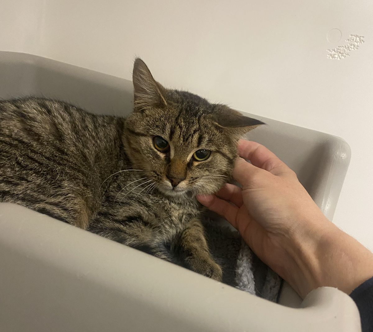 Gallery image: Ringo