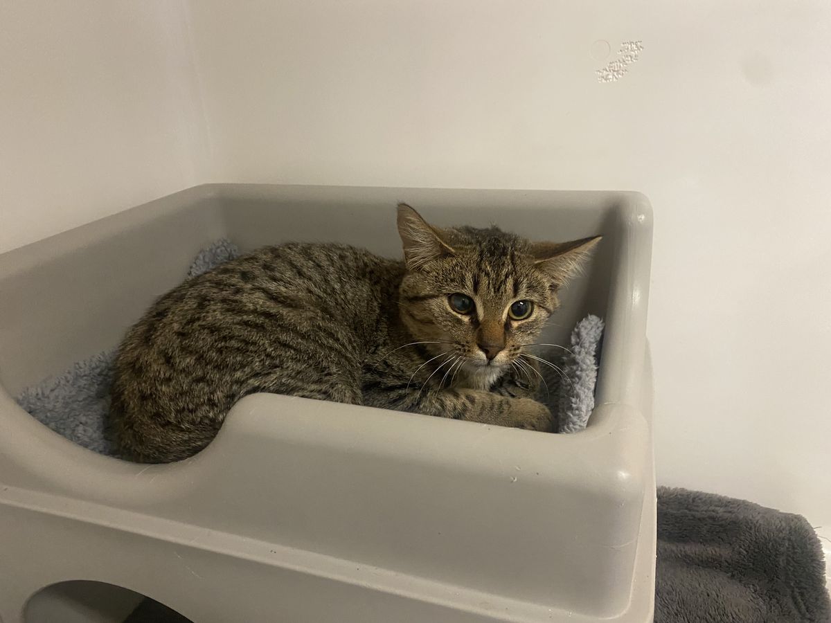 Gallery image: Ringo